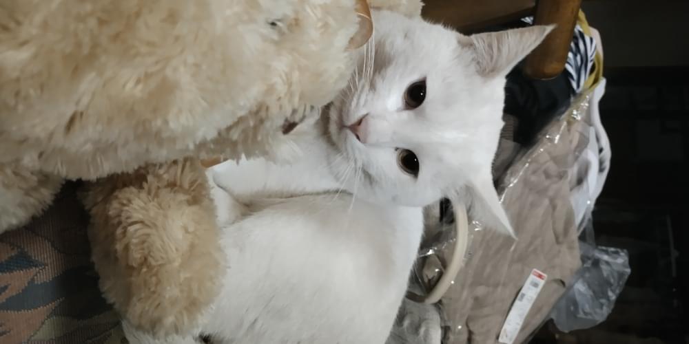 白猫♡白猫　猫雛【大】　猫の日♡限定　m(=✧ω✧=)m 首輪、敷物 小風呂敷 お雛様 3月 中巾 三毛猫みけの夢日記 ひなまつり 雛