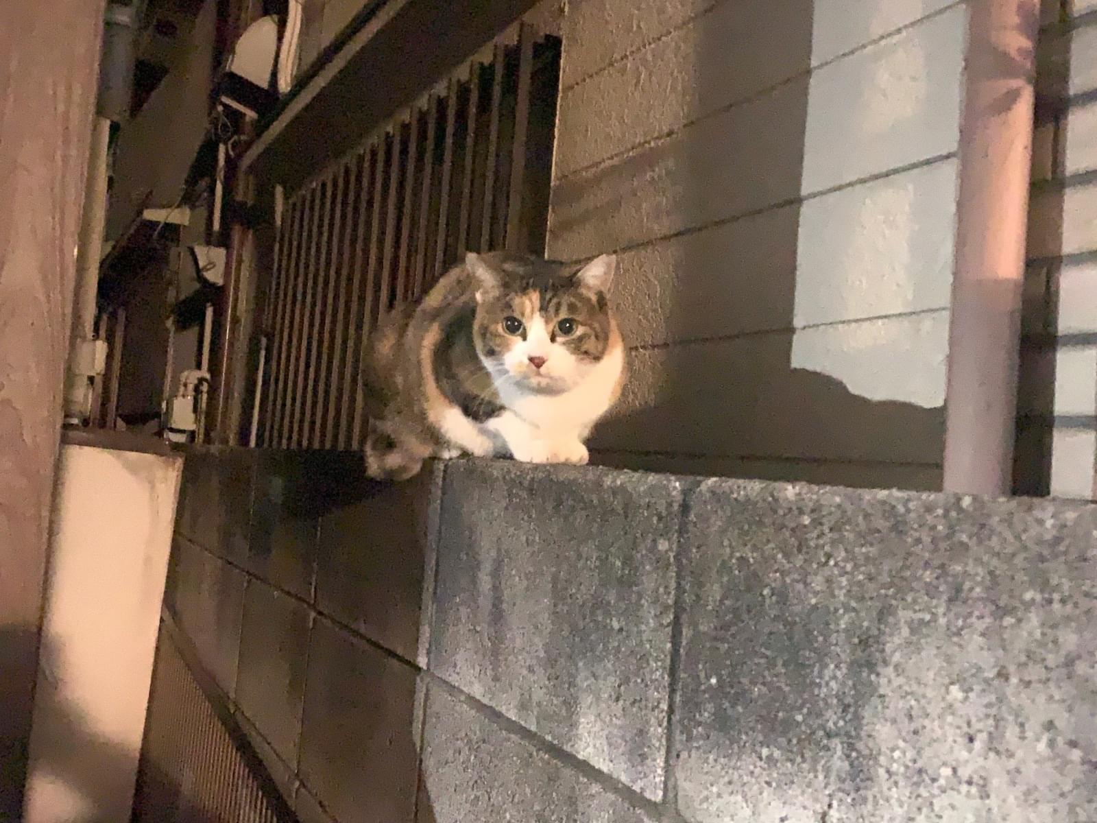 目撃された猫 目撃された猫