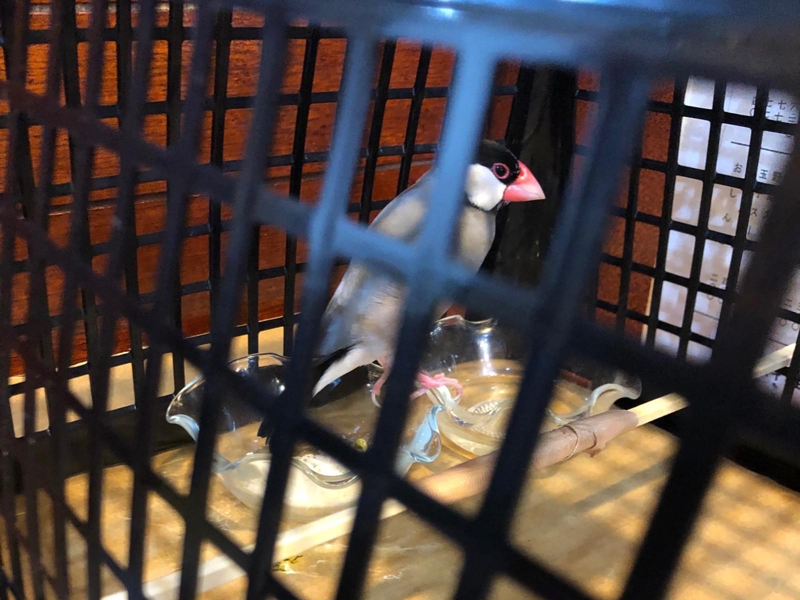 保護された鳥 保護された鳥