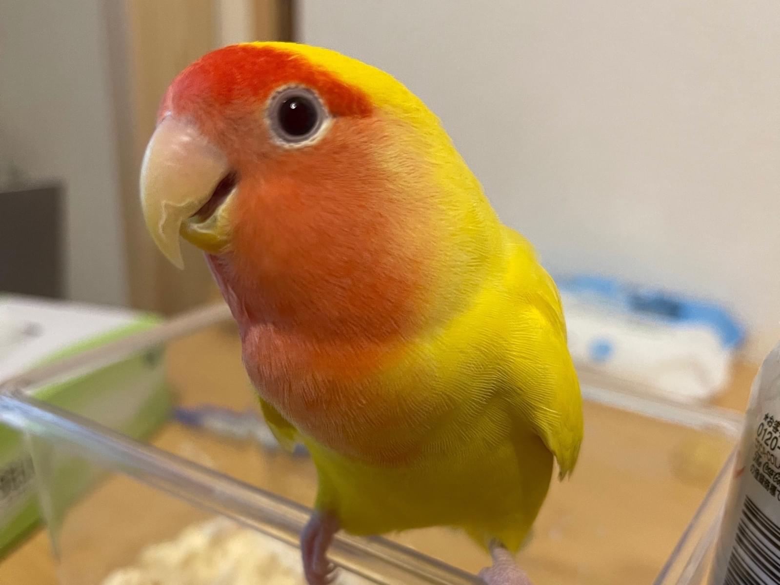 ハットリちゃん ハットリちゃん