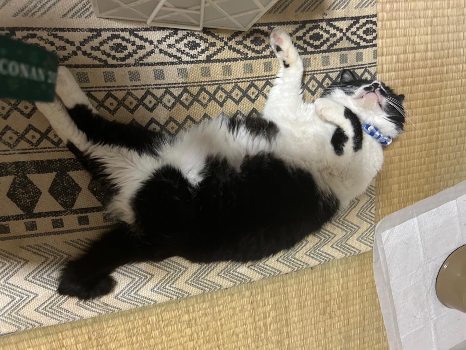 レオンちゃん レオンちゃん