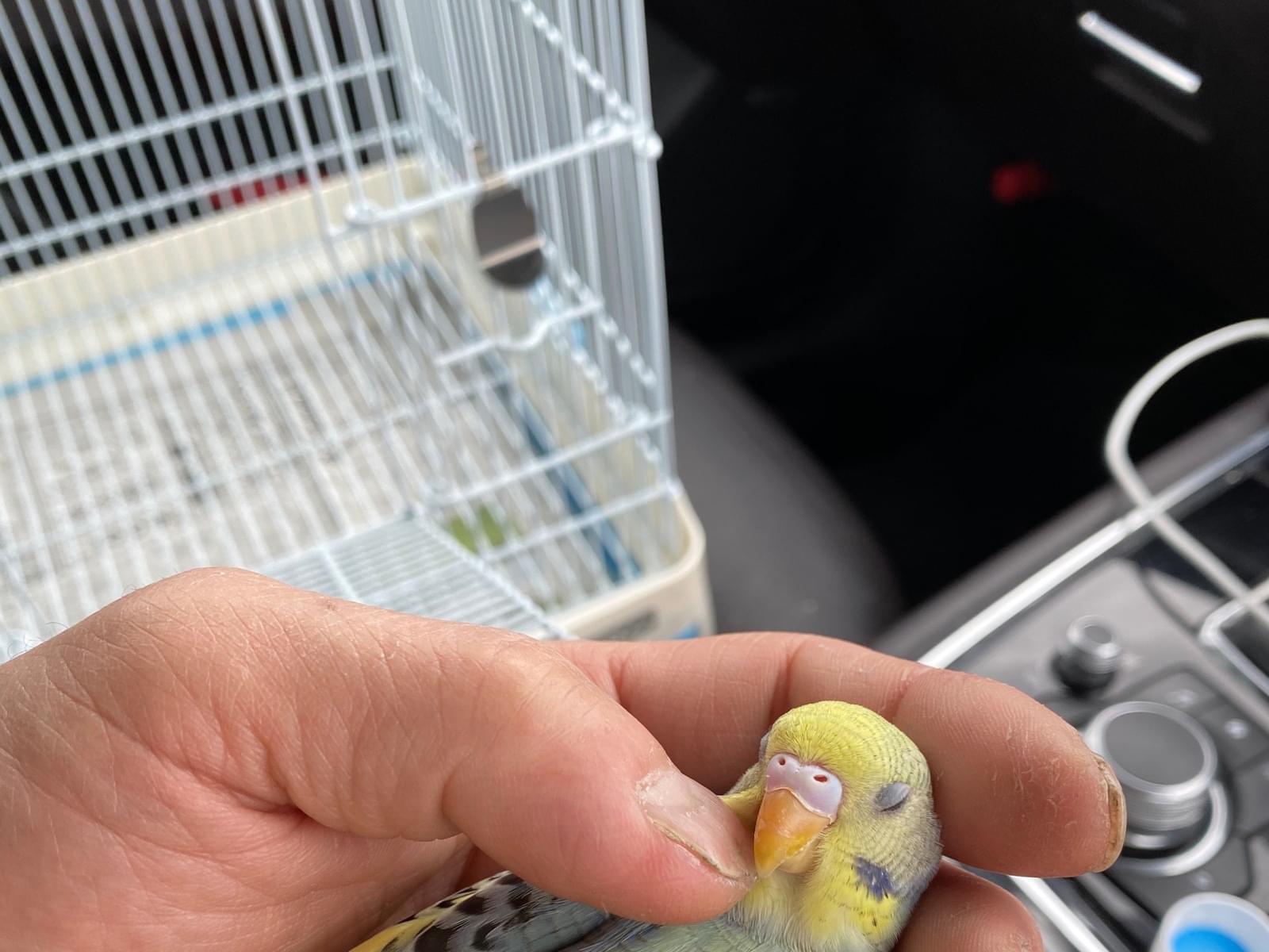 ポコちゃん ポコちゃん