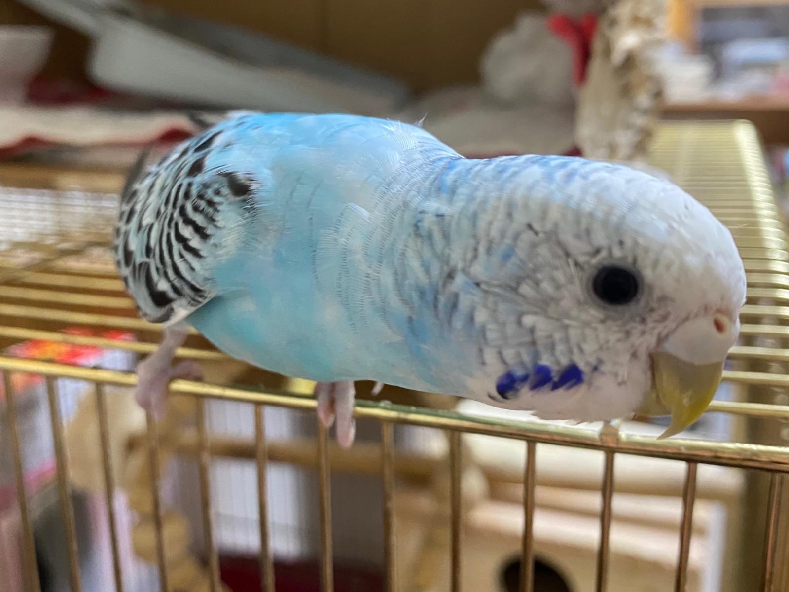 ぴーちゃん ぴーちゃん