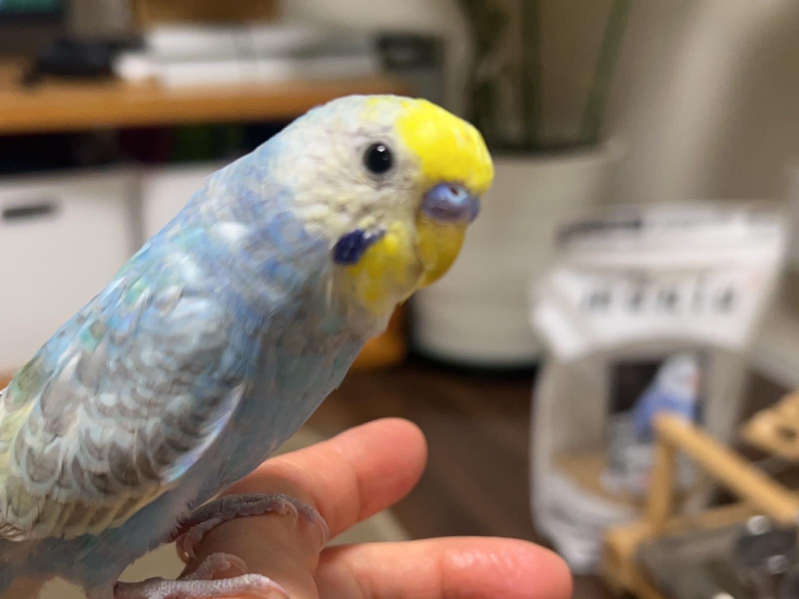 あめちゃん あめちゃん