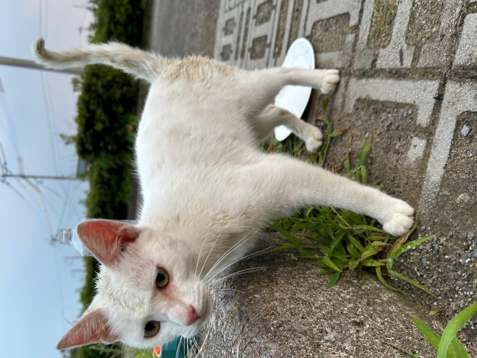 目撃された猫 目撃された猫