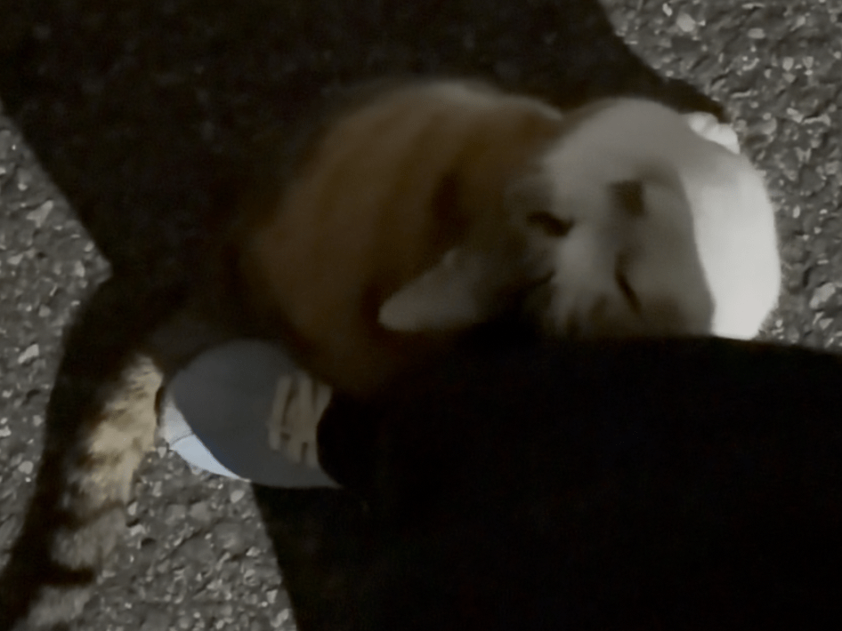 目撃された猫