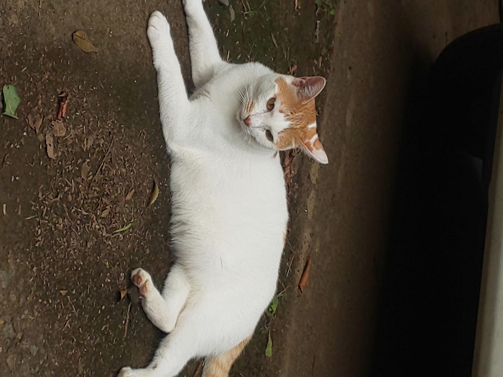 ひめちゃん ひめちゃん