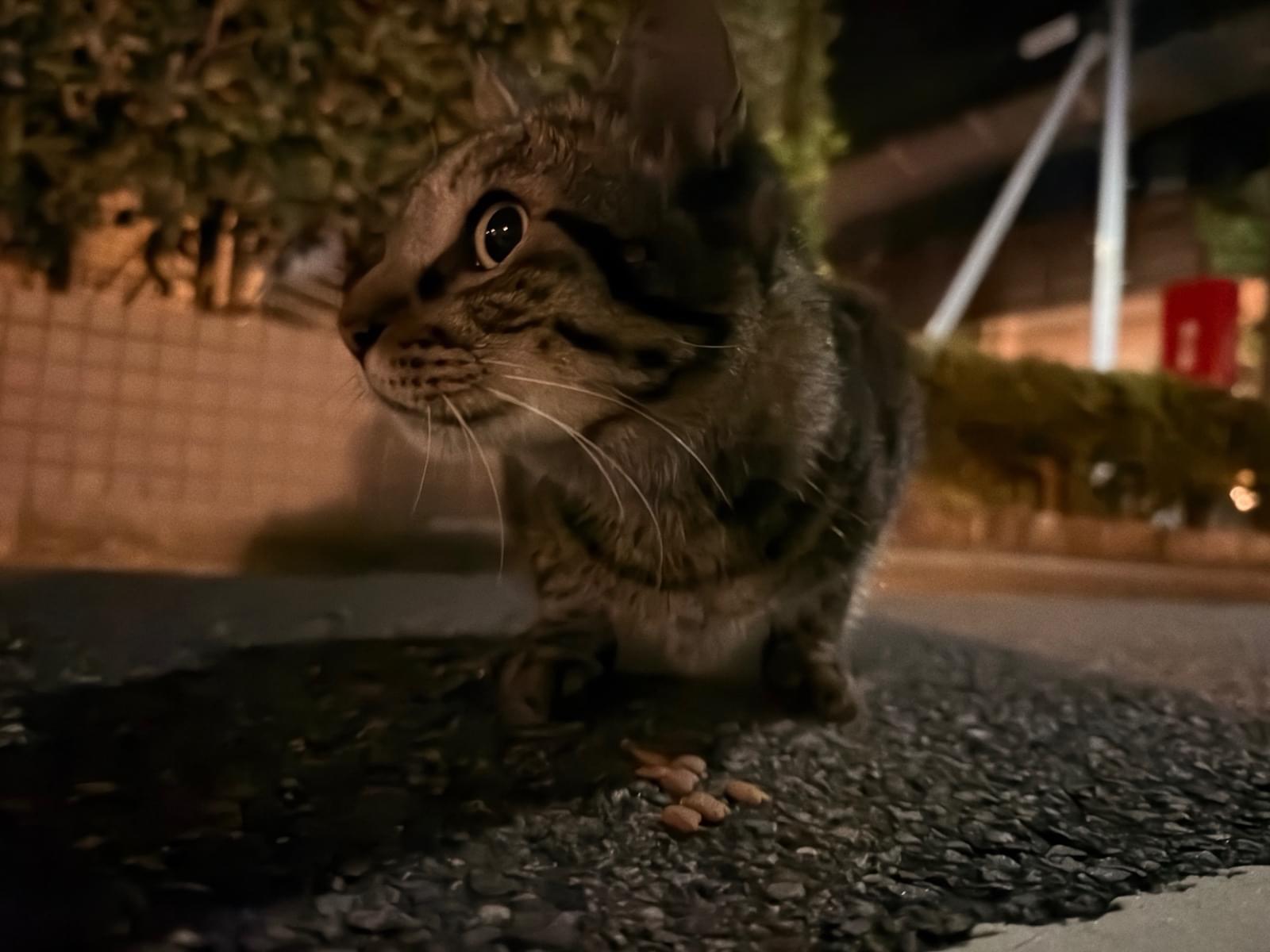 目撃された猫