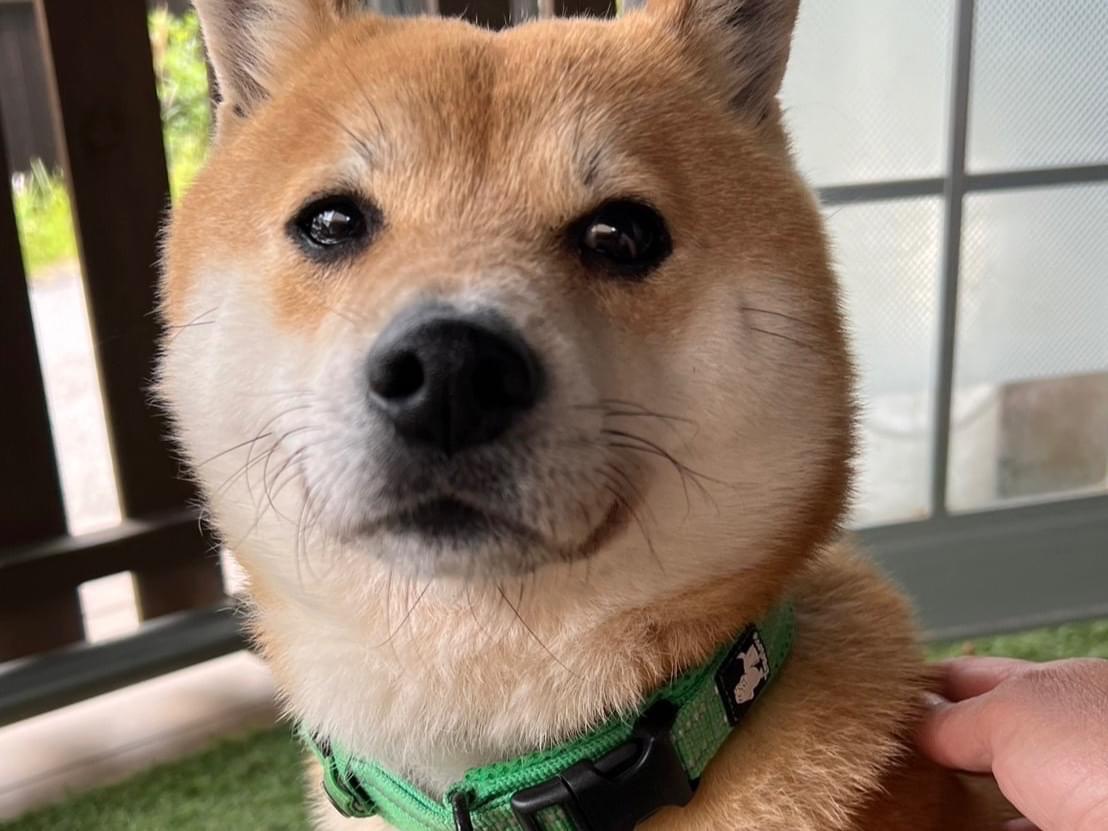 ももちゃん ももちゃん