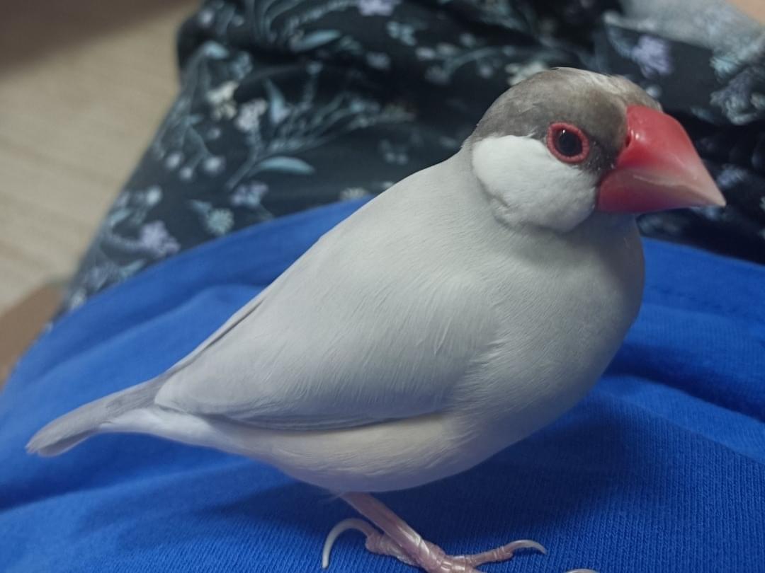 ギンちゃん ギンちゃん