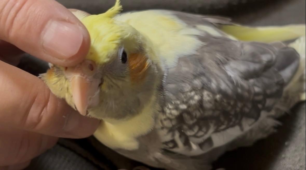 オカメインコ探しています。 オカメインコ探しています。