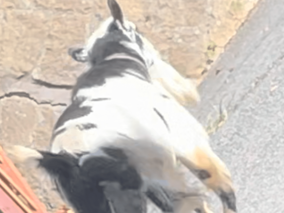 目撃されたペット 目撃されたペット