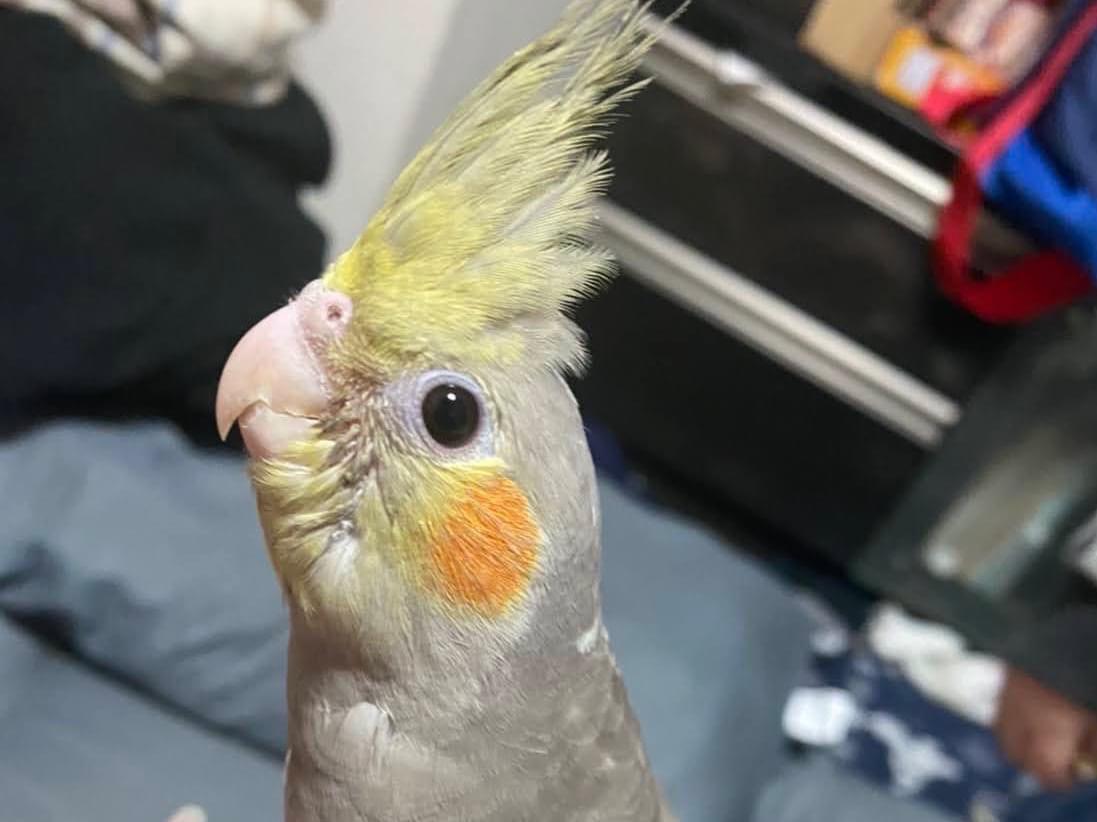 べにまるちゃん べにまるちゃん