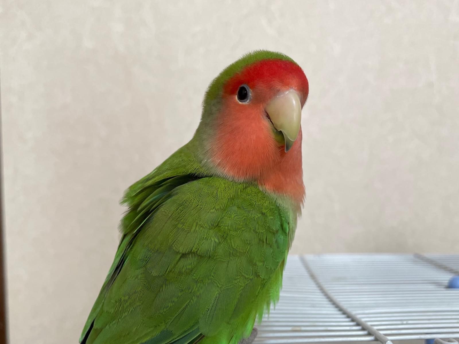 ぴーちゃん ぴーちゃん