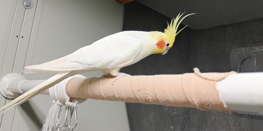 オカメインコ(ルチノー)