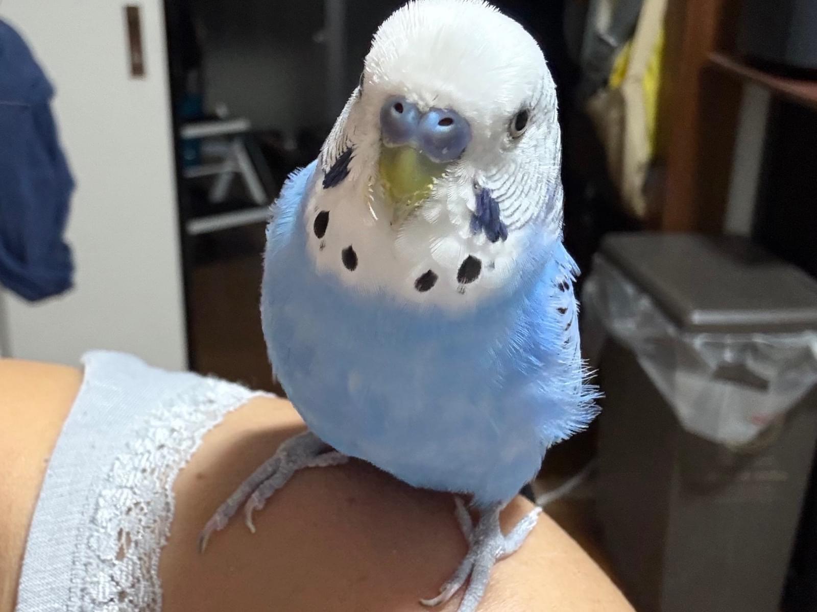 ぴーすけちゃん