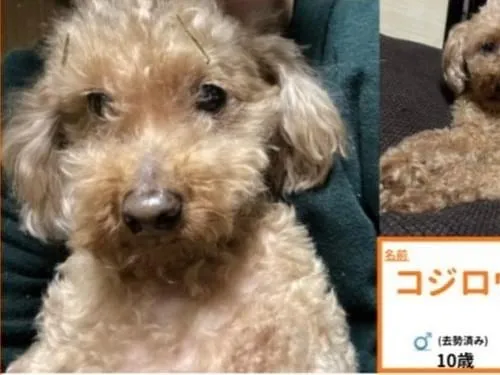 茶色のトイプードルを探しています