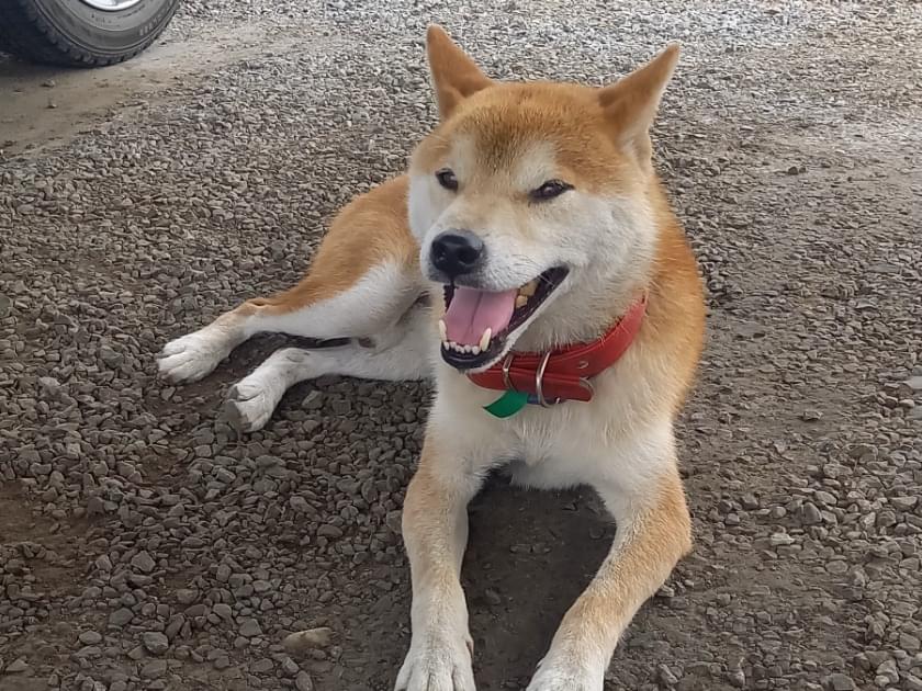 目撃された犬 目撃された犬
