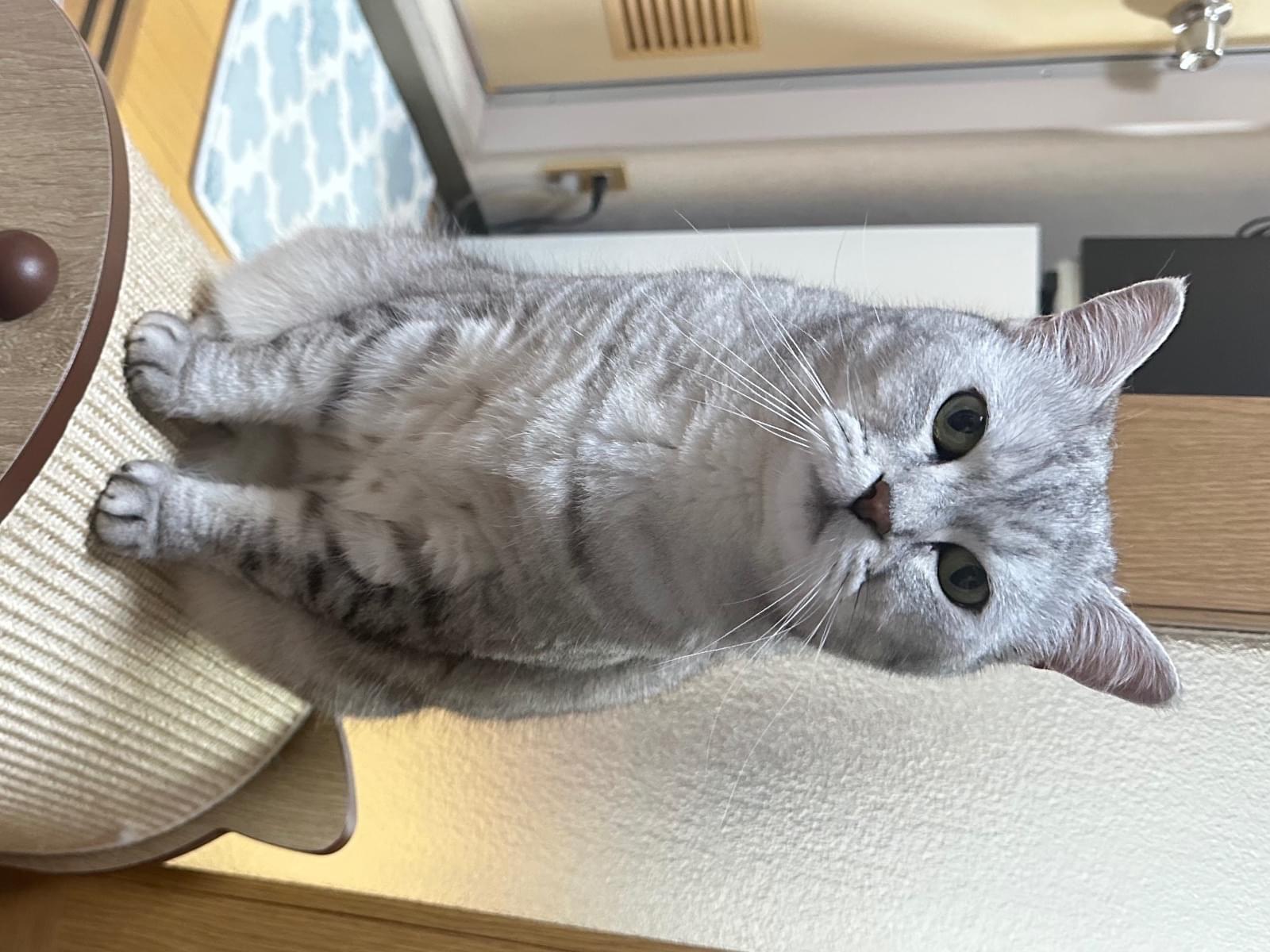 クルミちゃん クルミちゃん