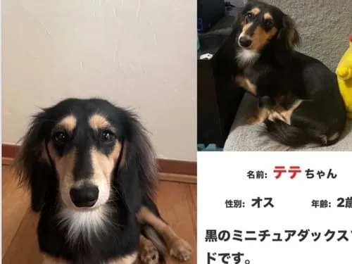 耳とまゆげが大きいダックスフンドを探してます