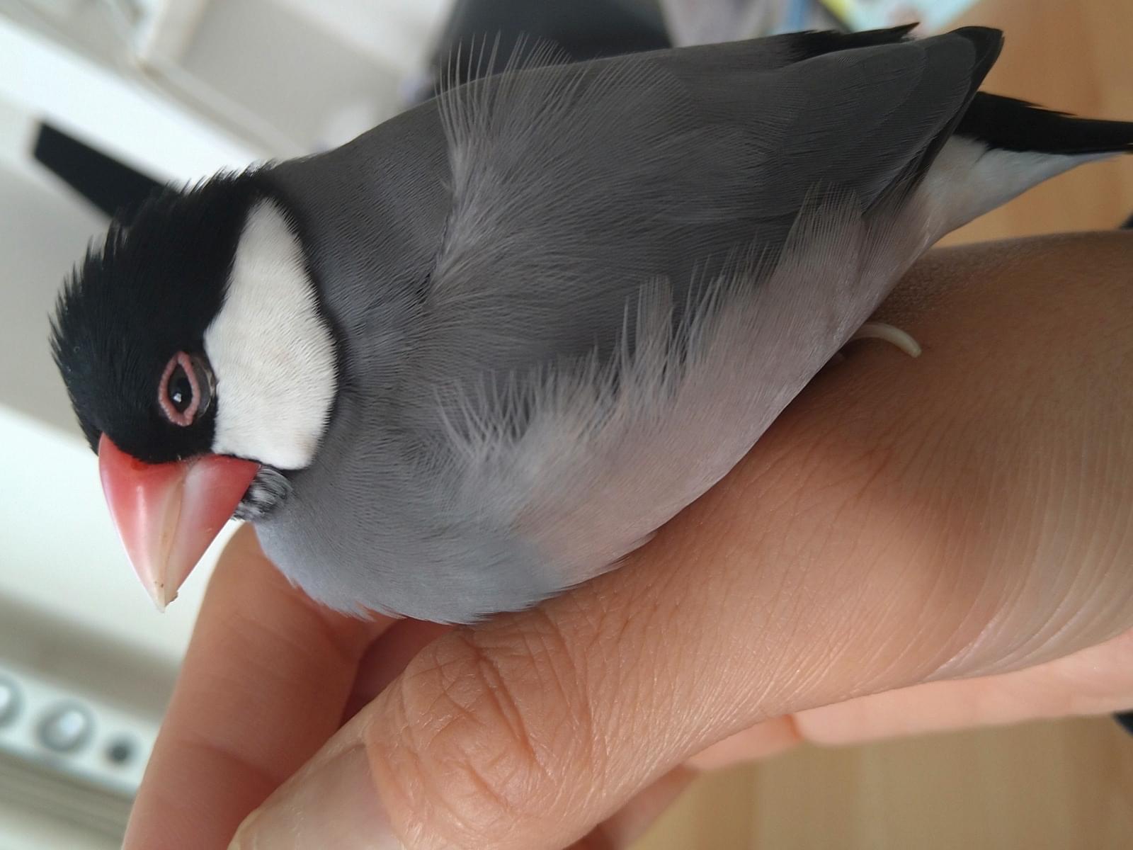 ぺろちゃん ぺろちゃん