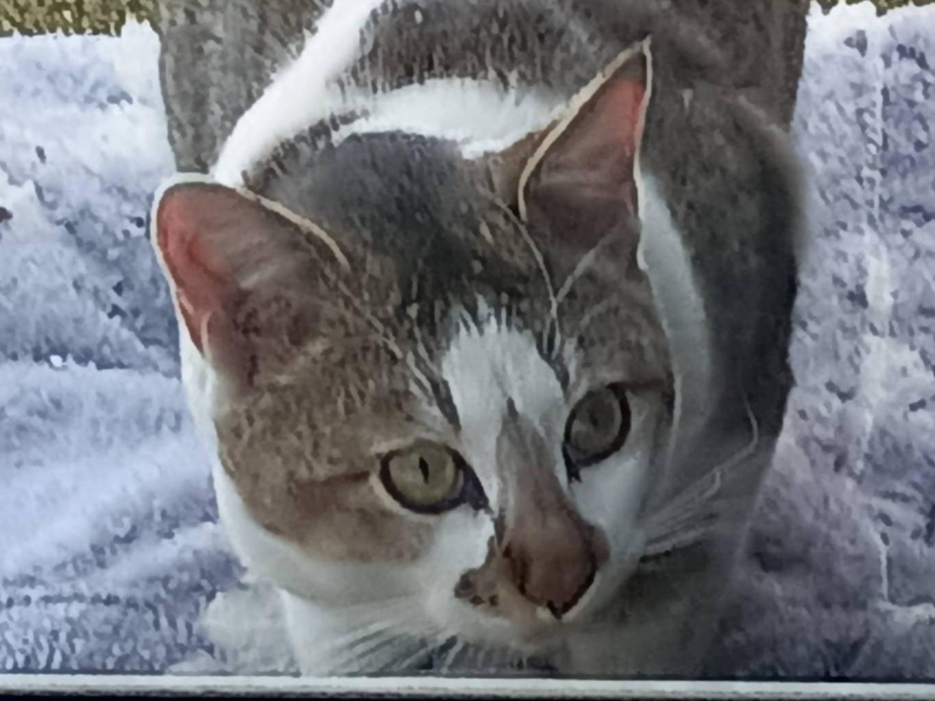 目撃された猫 目撃された猫