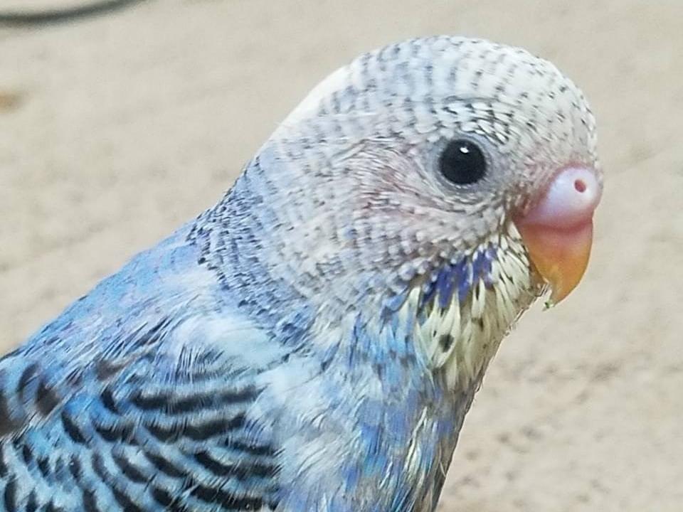 ぴーちゃん ぴーちゃん