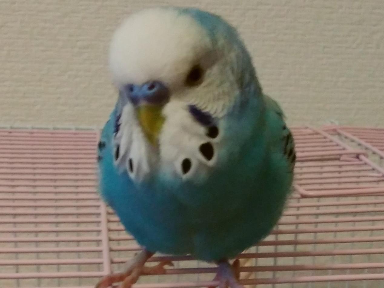 かいちゃん かいちゃん