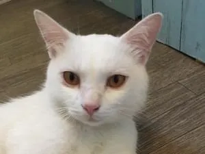 白猫のオスを保護しています