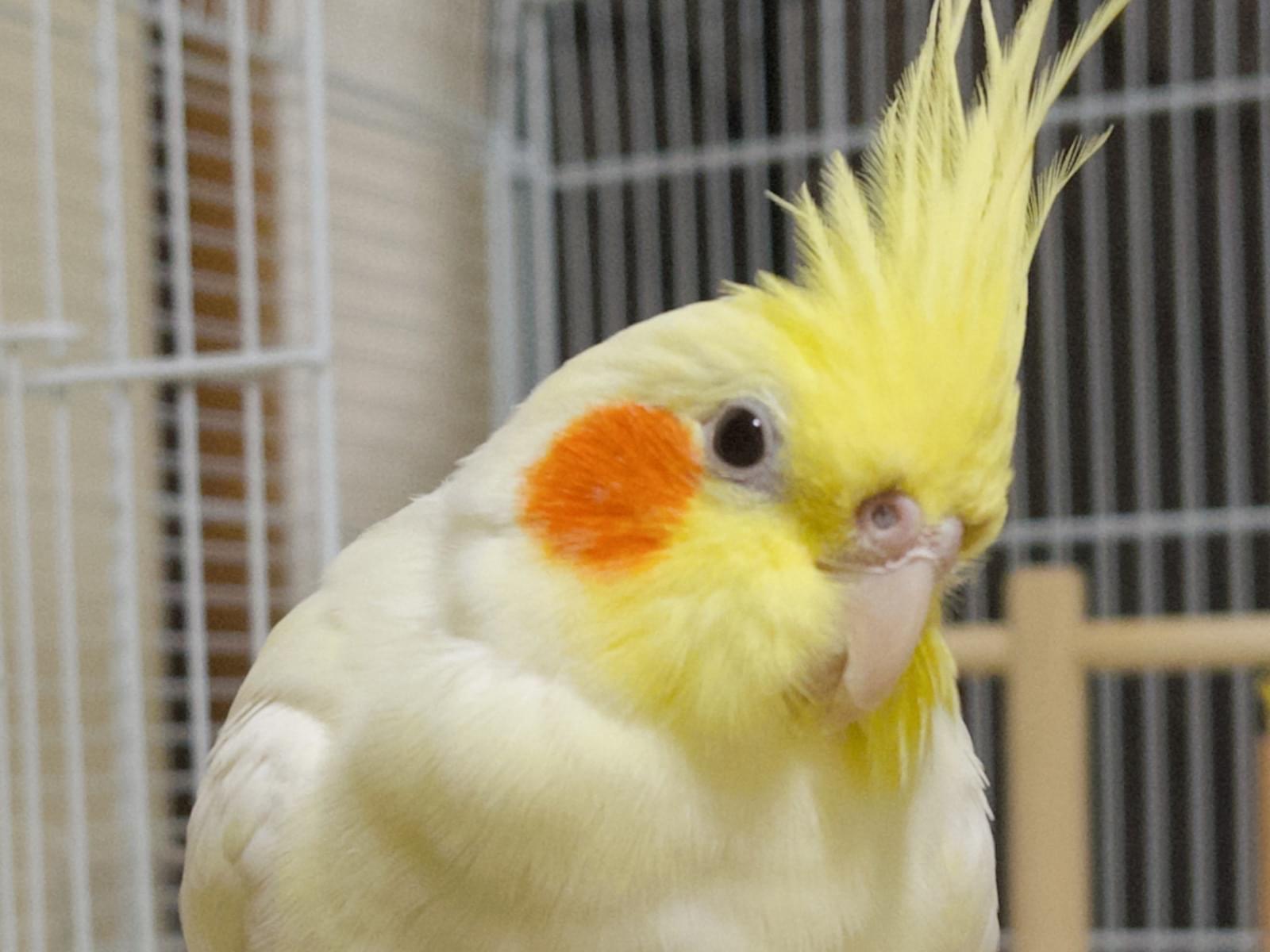てんちゃん てんちゃん