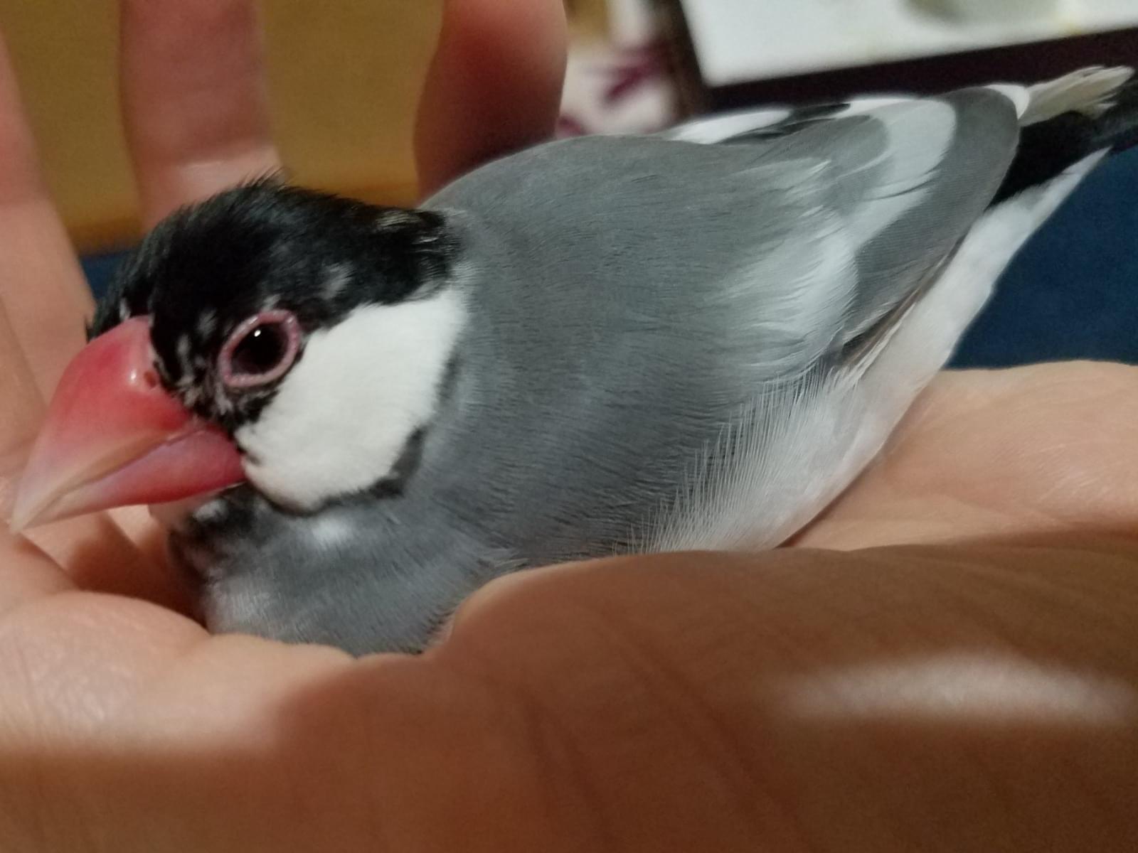ぶんちゃん ぶんちゃん
