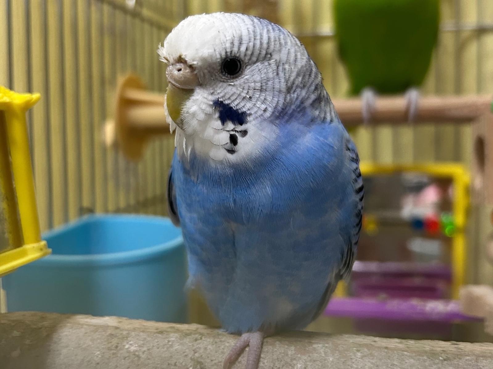 すいちゃん すいちゃん