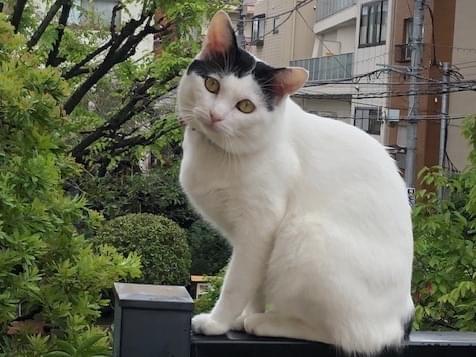 リュウちゃん リュウちゃん