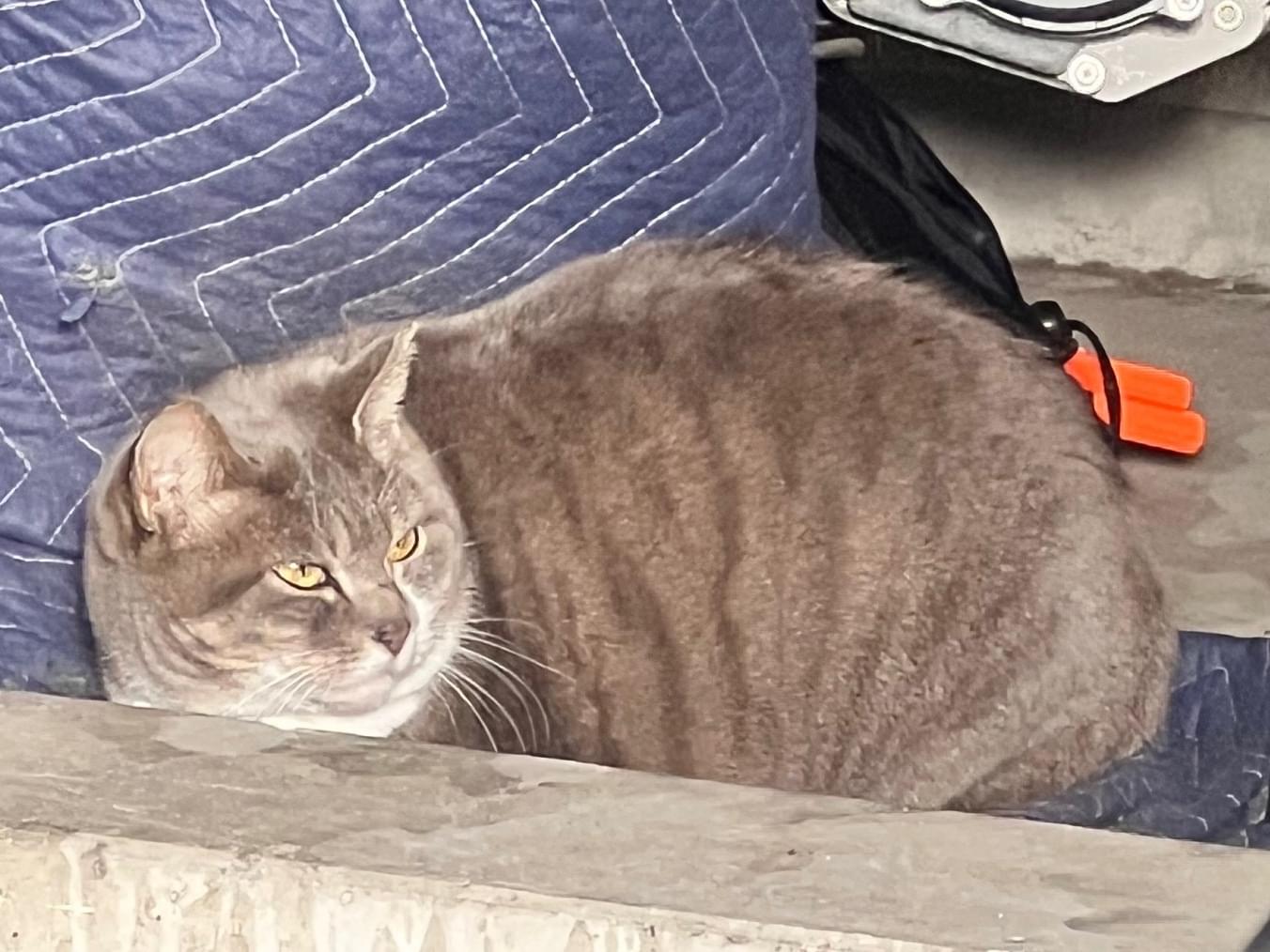 目撃された猫 目撃された猫