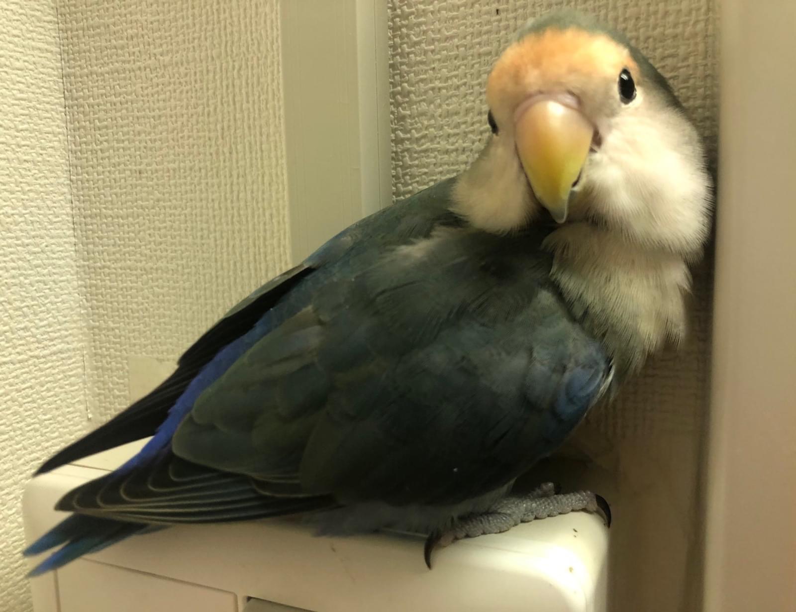 小桜インコ様、専用のpost 小桜インコを探しています