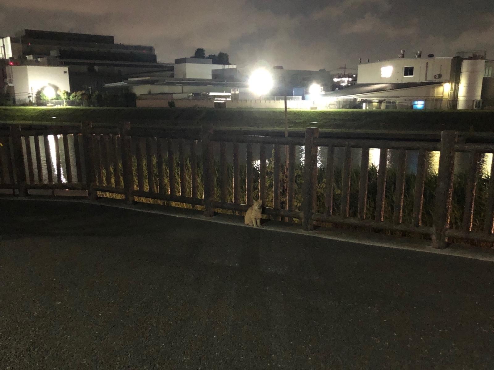 目撃された猫 目撃された猫
