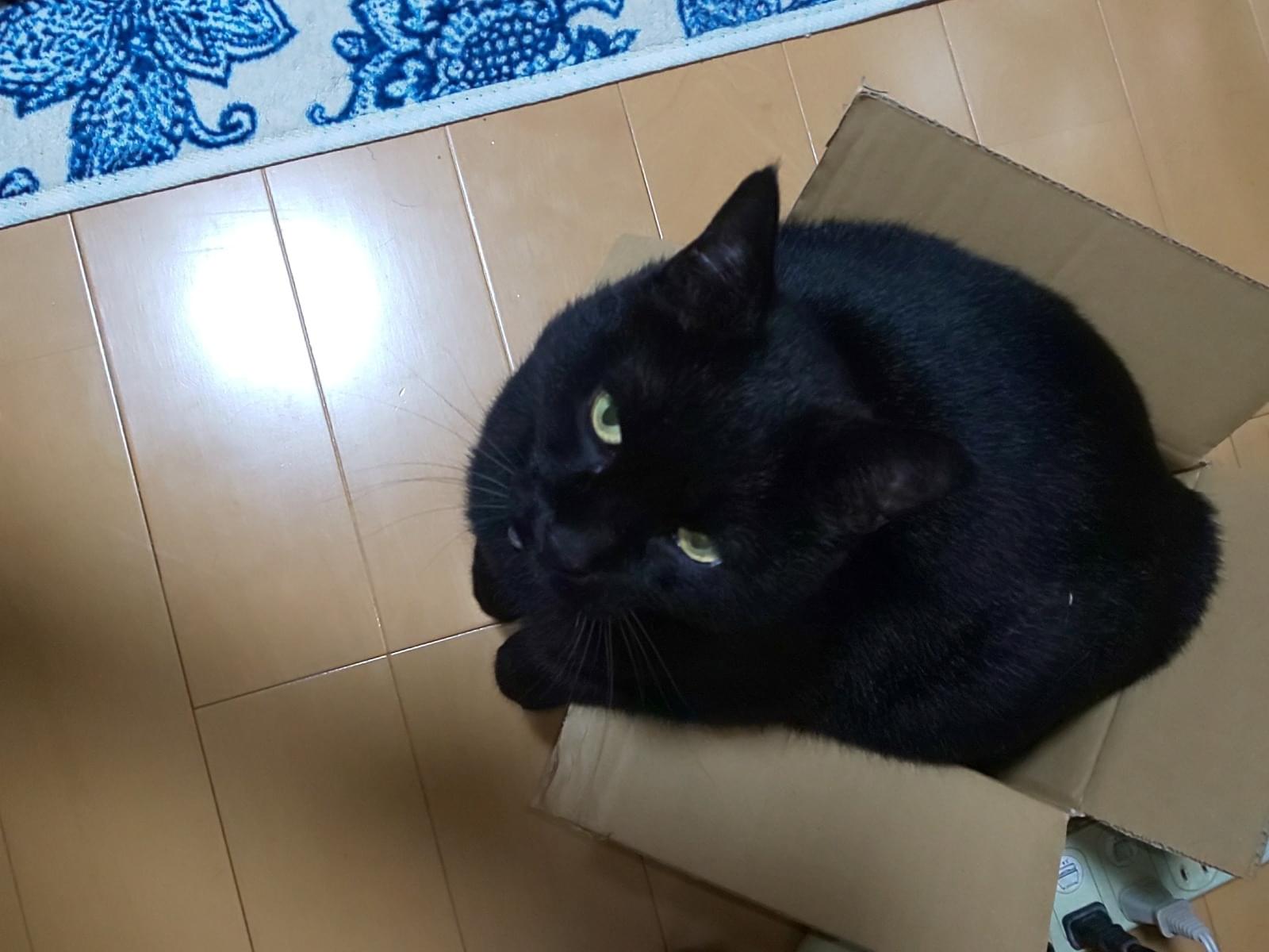 ミミちゃん ミミちゃん