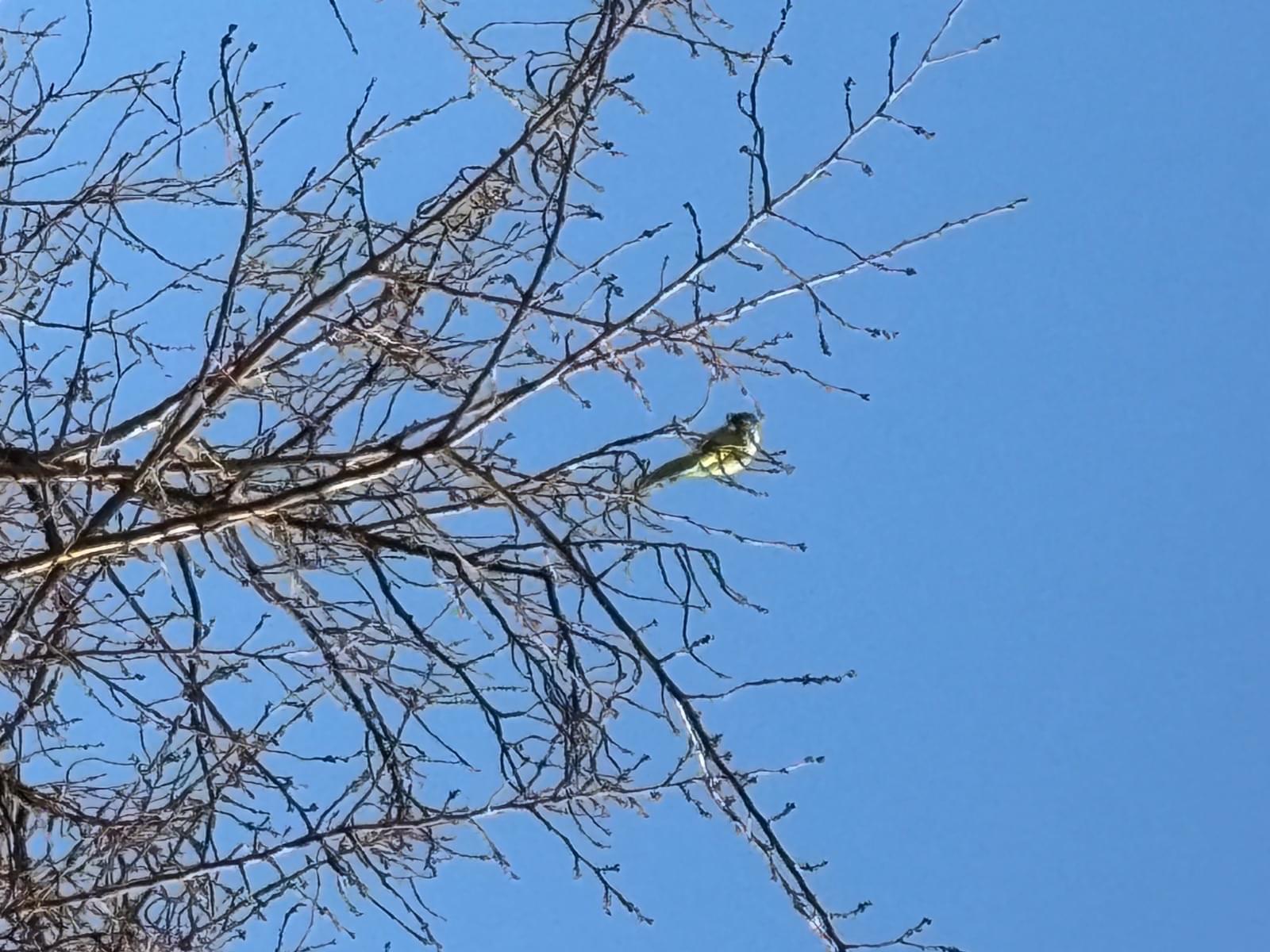 目撃された鳥 目撃された鳥