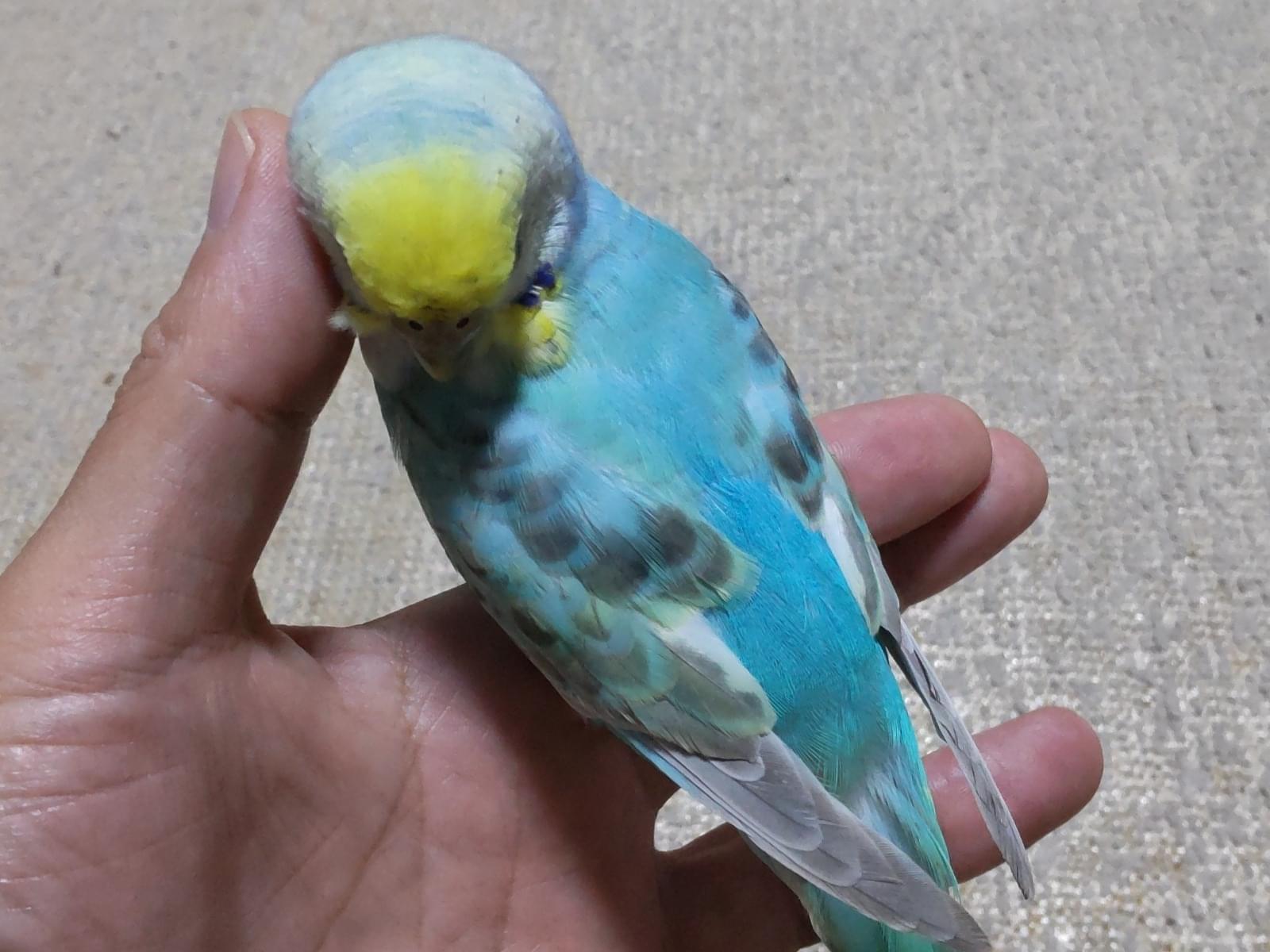 保護された鳥 保護された鳥