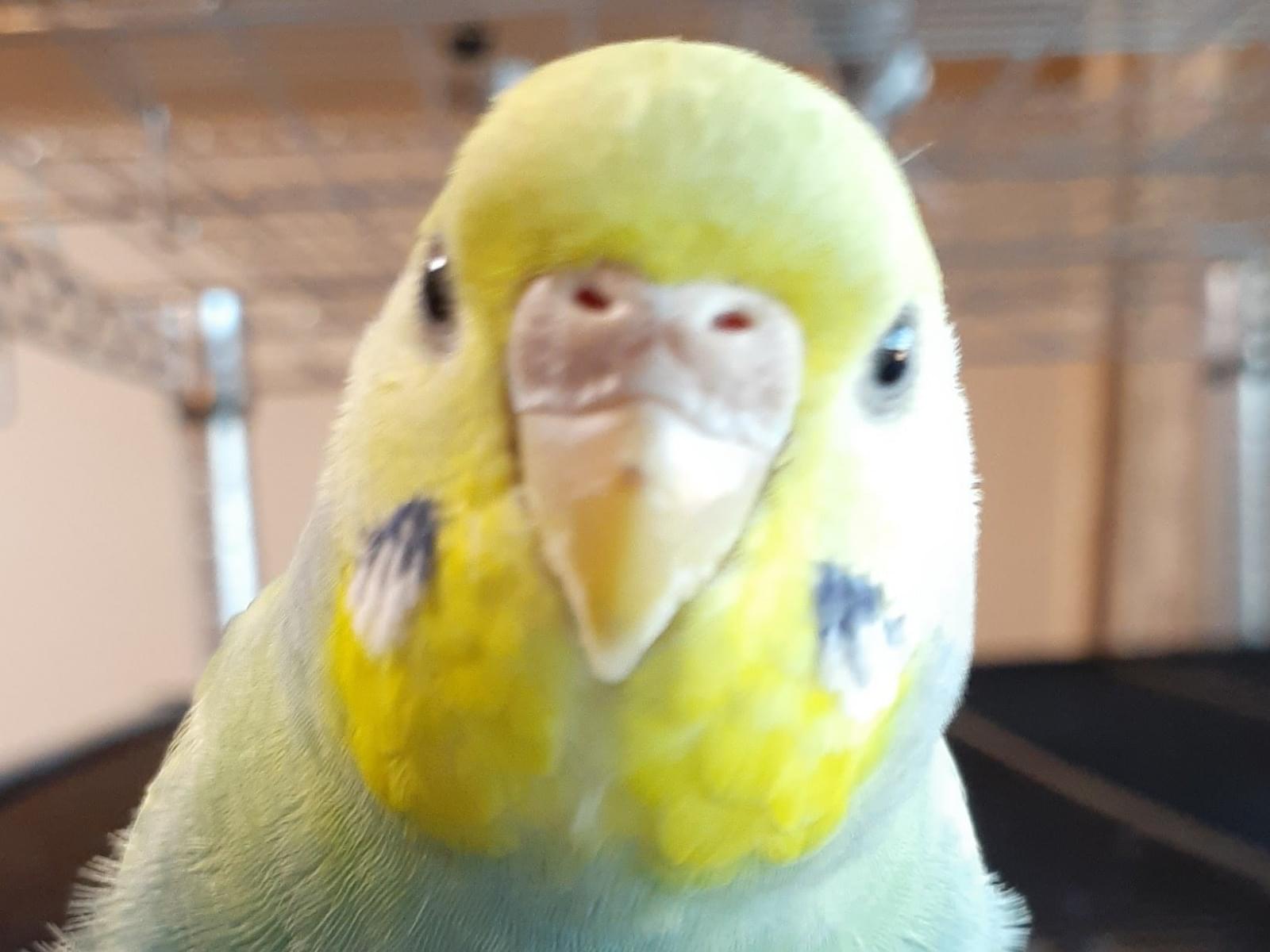 すみれちゃん すみれちゃん