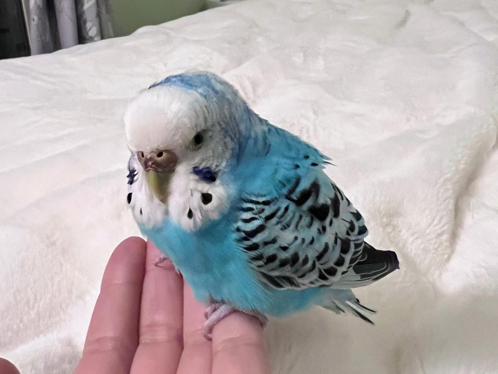 保護された鳥 保護された鳥