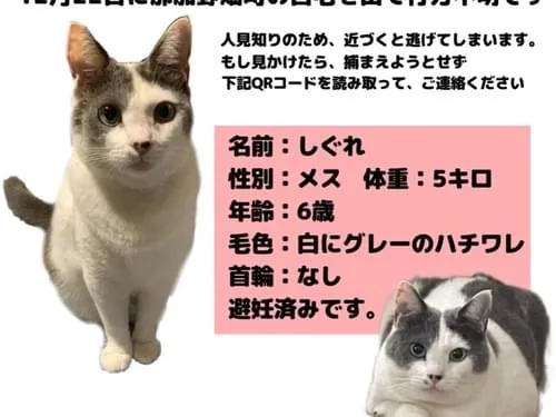 猫を探しています