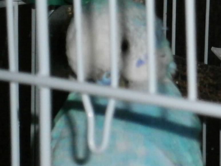 あおちゃん あおちゃん