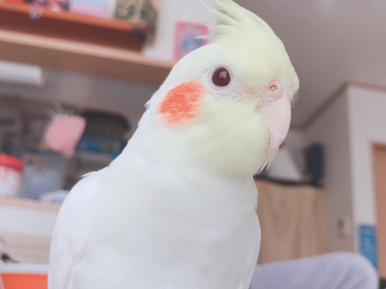 レモンちゃん レモンちゃん