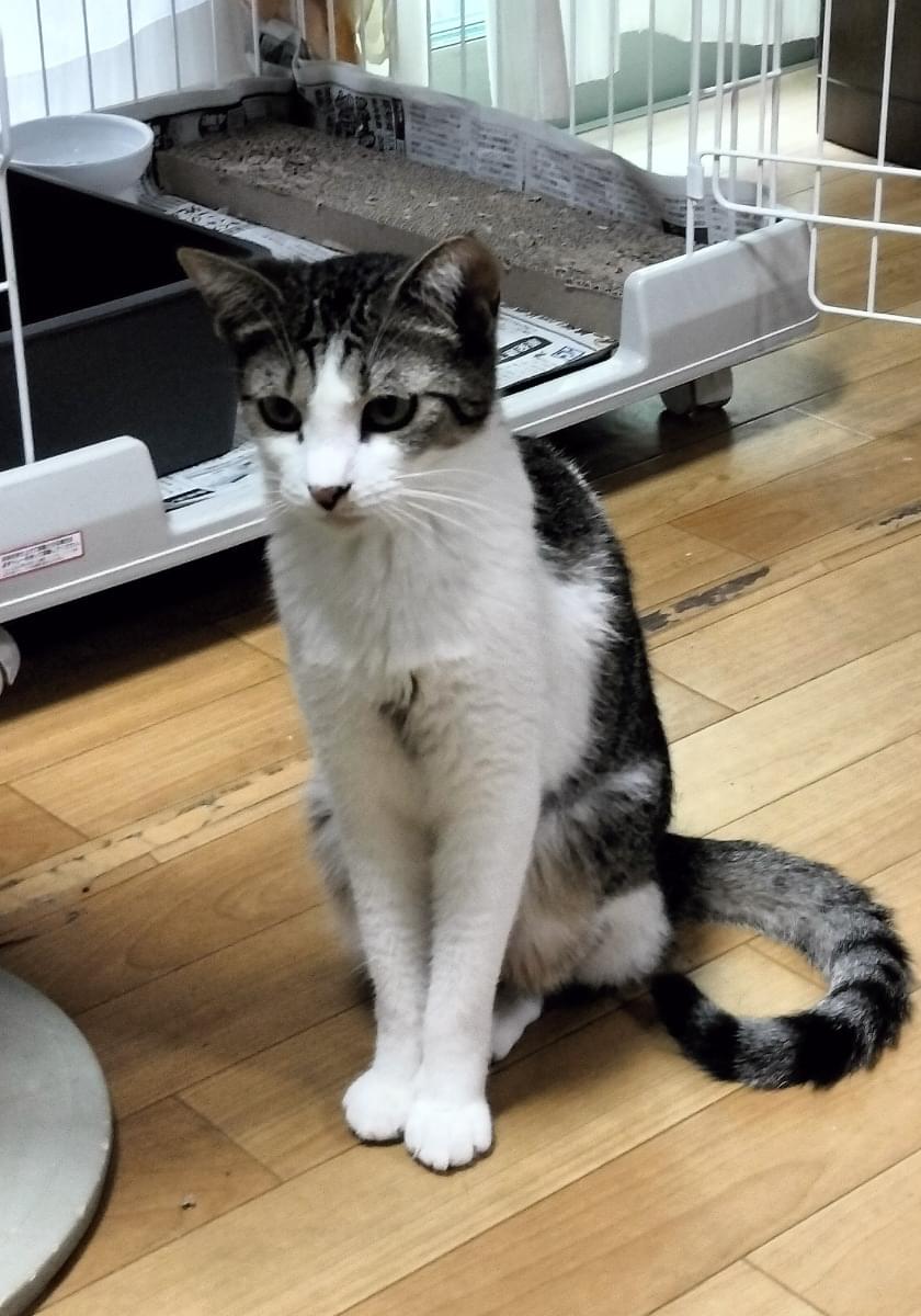キジ白、ハチワレ1歳の猫を探しています