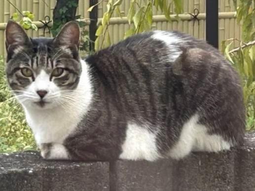 目撃された猫 目撃された猫