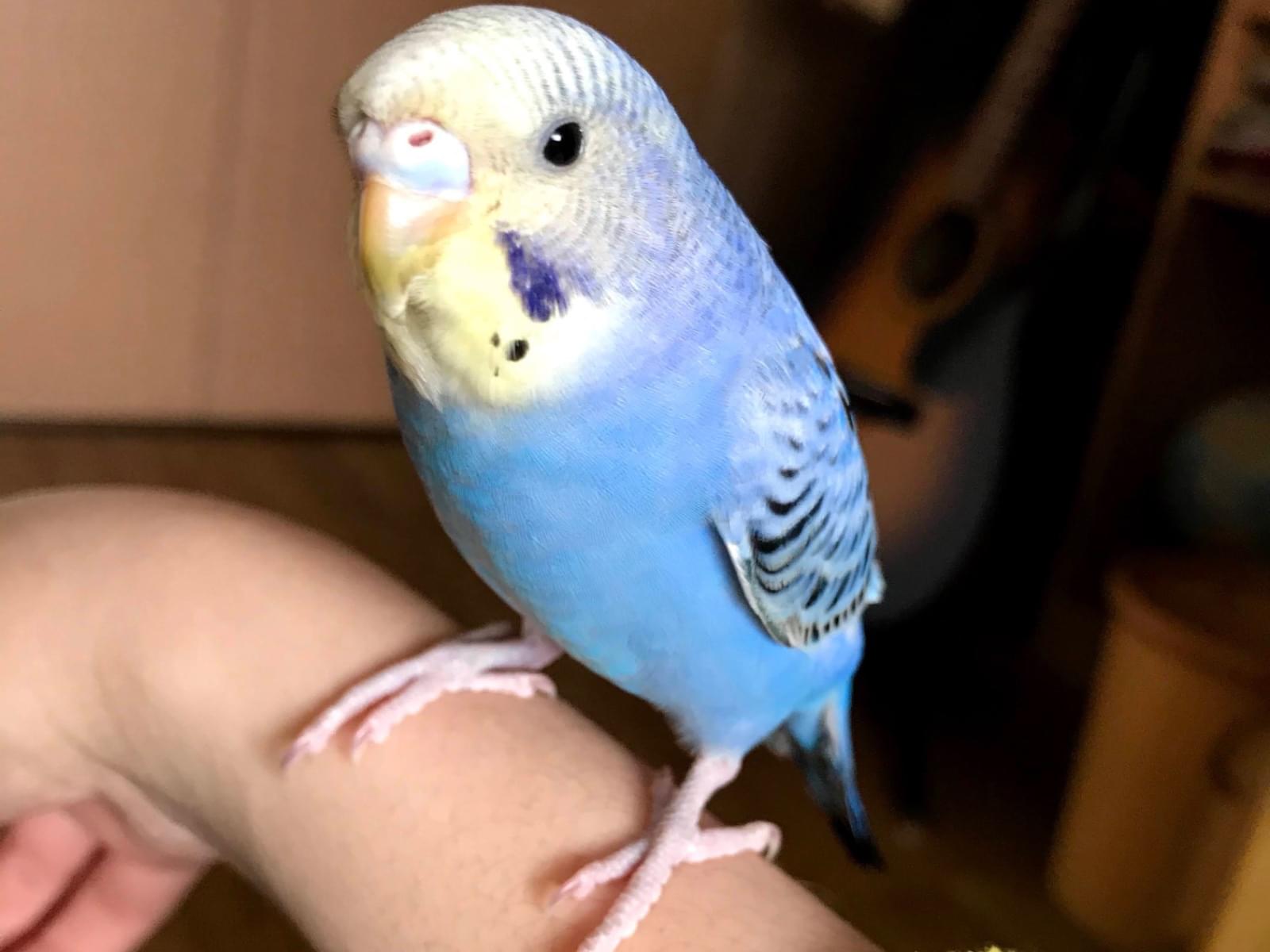 ビビちゃん ビビちゃん