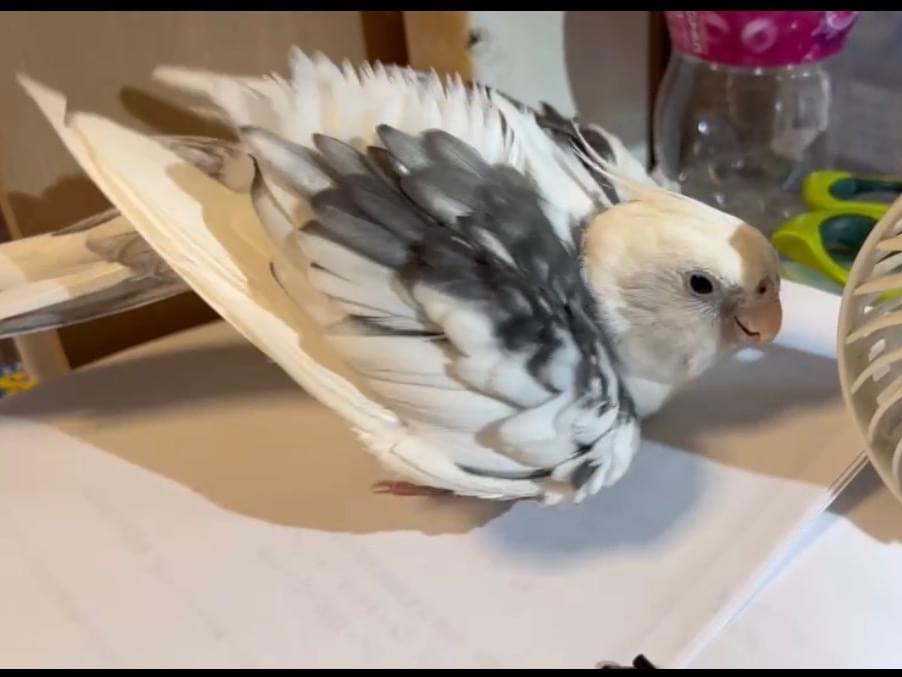 ムギちゃん ムギちゃん