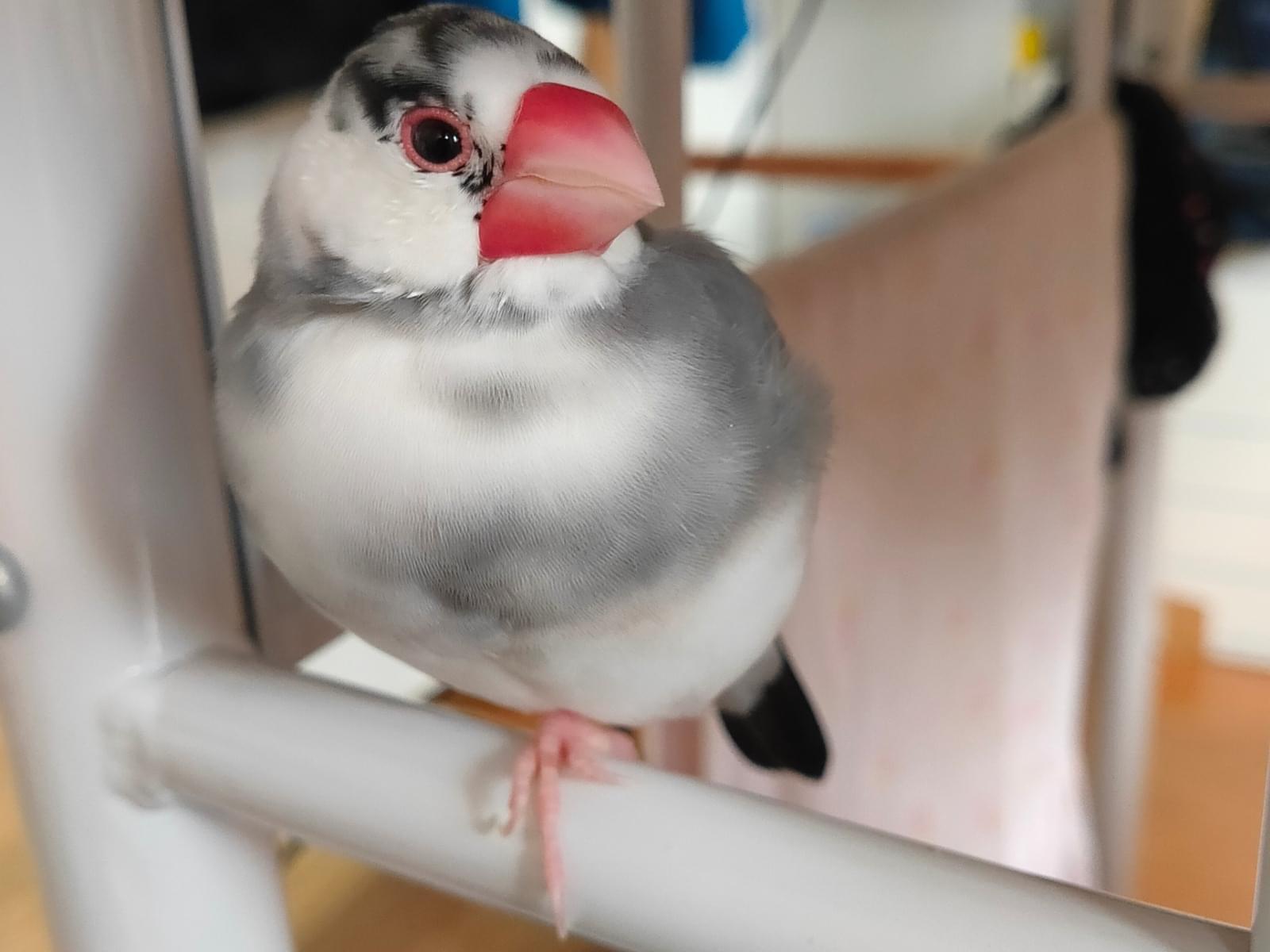 ひなちゃん ひなちゃん