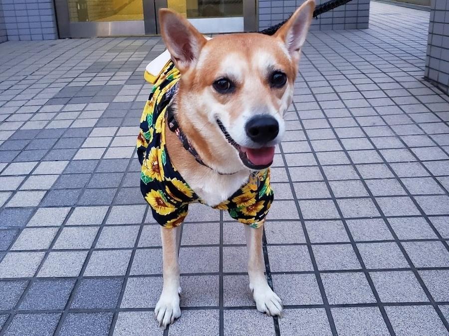 ゆずちゃん ゆずちゃん